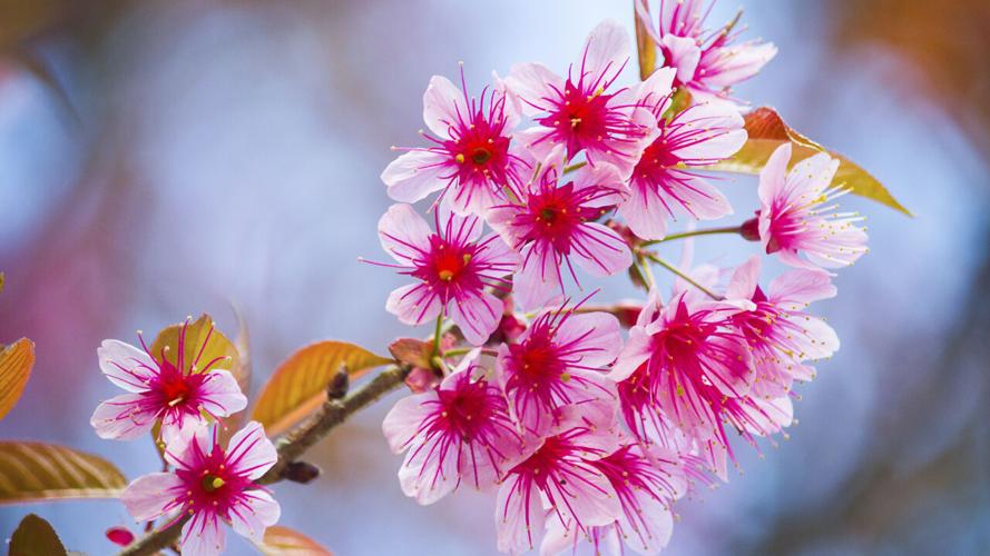 SPRING - FLOWERS - ALLERGIES - GENERIC
