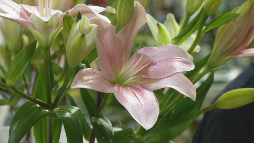 Lavender Hill flower shop