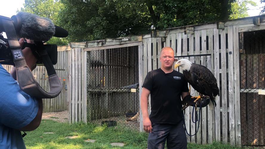 Dave Dicks holds Spirit at Raptor Rehabilitation