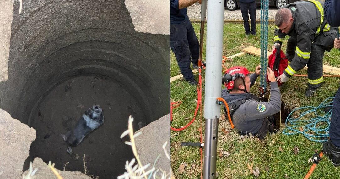 PRP firefighters rescue dog from an abandoned septic tank in southern ...