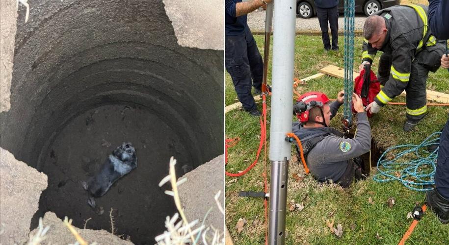 PRP FIRE DOG RESCUE - 12-24-2025 edit .jpg