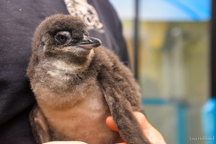 ROSE THE PENGUIN - CINCINNATI ZOO 1-17-2022  (1).jpg