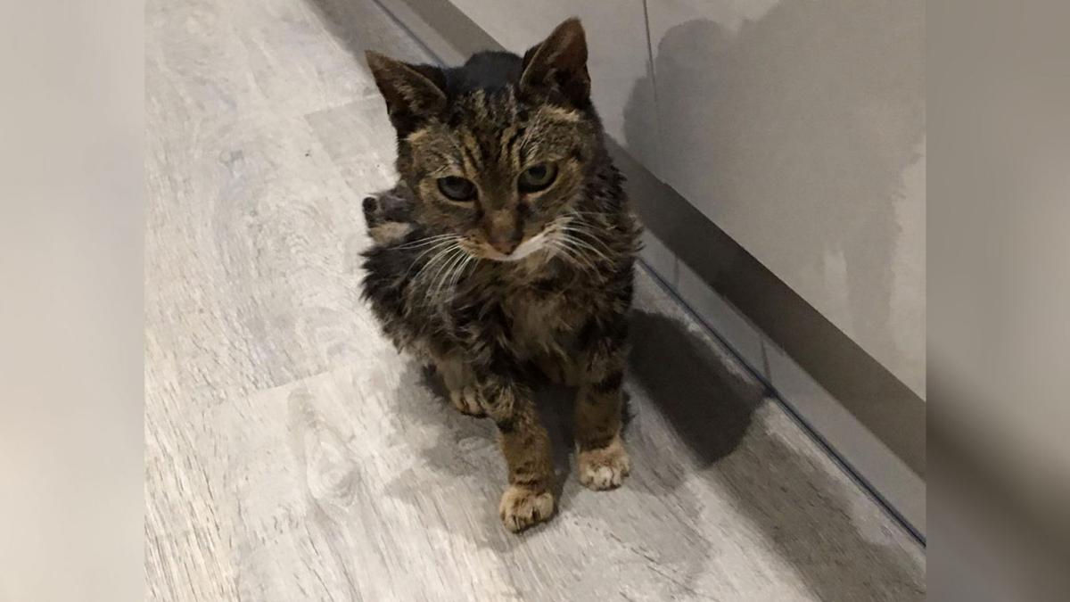 Family In England Finds Missing Cat 6 Years Later Only To Get Terrible News Morning Wdrb Com