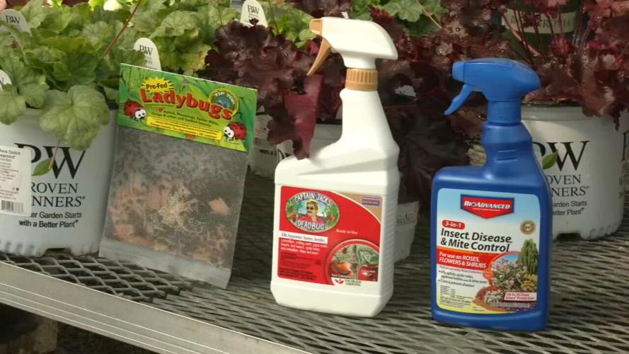 Lady bugs and pesticides