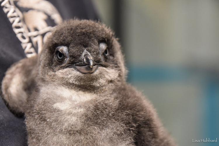 ROSE THE PENGUIN - CINCINNATI ZOO 1-17-2022  (2).jpg