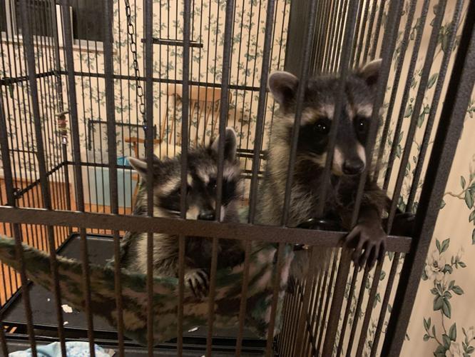 SECOND CHANCE WILDLIFE BABIES - KEITH KAISER - 6-18-19 (7).jpeg