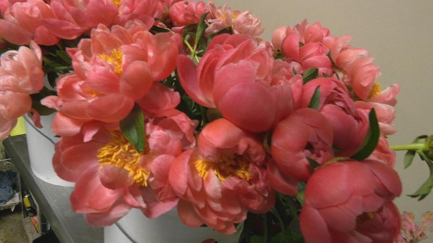 Lavender Hill flower shop