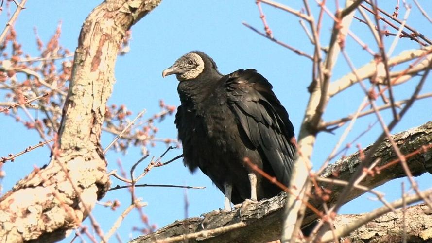 Black vultures in Jeffersonville - 1.31.25