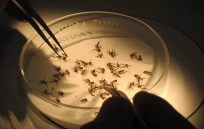 HOW NASA Helps Fight Mosquitoes From Space...
