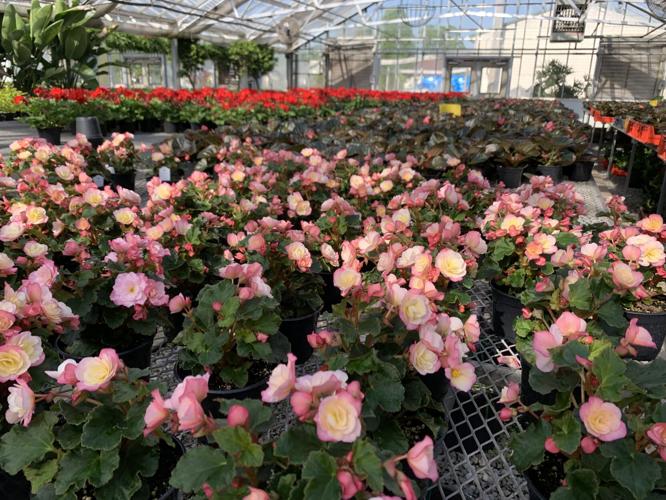 Rows of flowers at Churchill Downs greenhouse