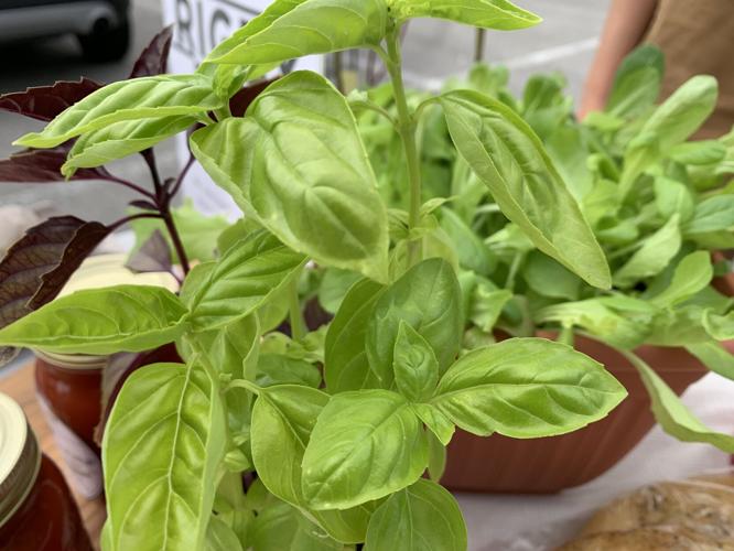 SHEPHERDSVILLE FARMERS MARKET - BASIL -  5-30-2023  (3).JPG