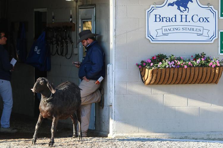 Mr Man barn goat.jpg