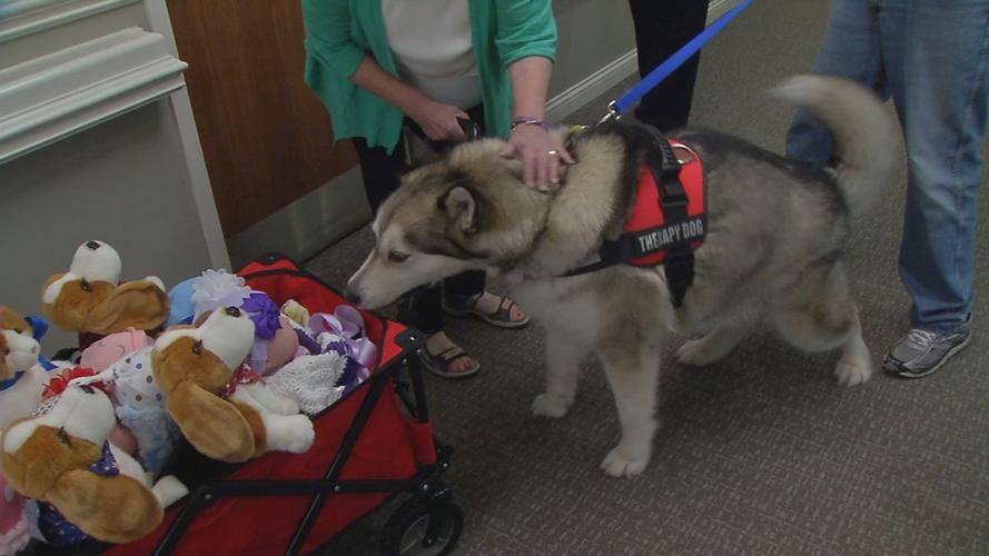A service dog encounters stuffed puppies brought by Pearl's Memory Babies