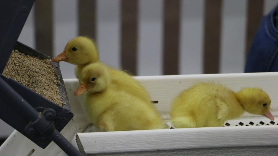KENTUCKY STATE FAIR 2019 BABY DUCKS(59).jpg