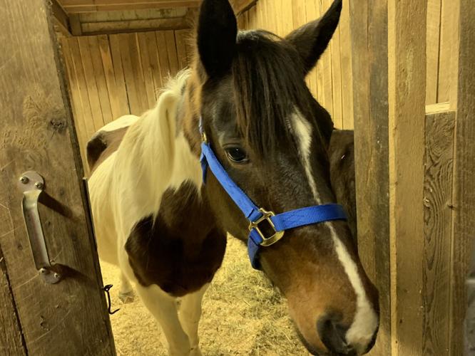 Rescued Horse Brown and White