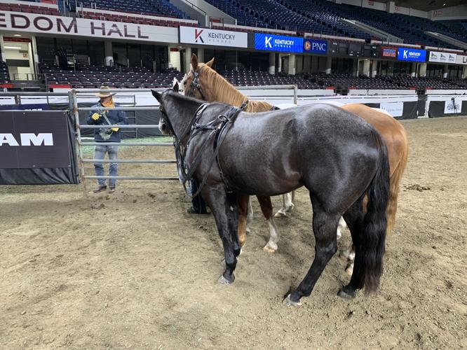 Rodeo - Horses Stand in Front of Gate.jpeg