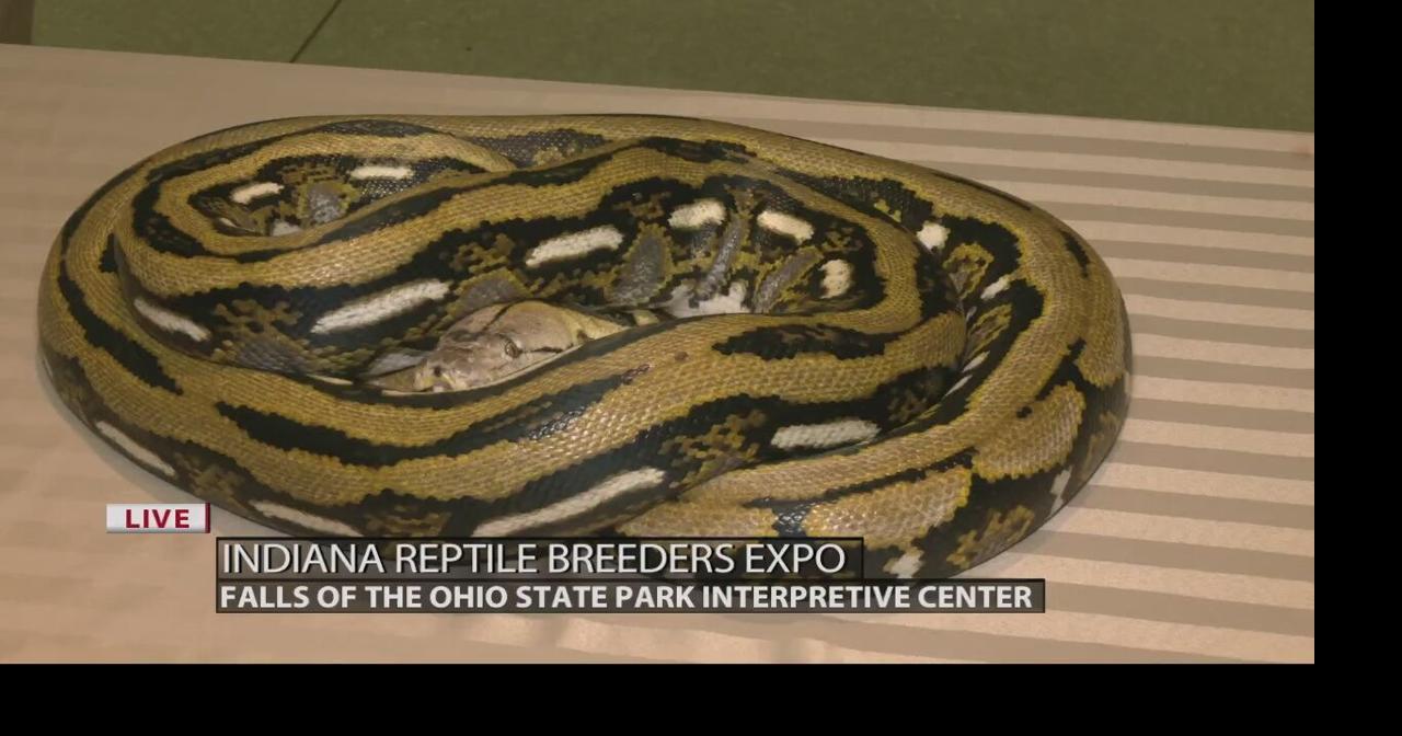 Get up close and personal with a reticulating python at the Indiana