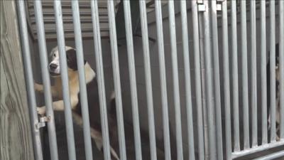 Lincoln County Animal Shelter