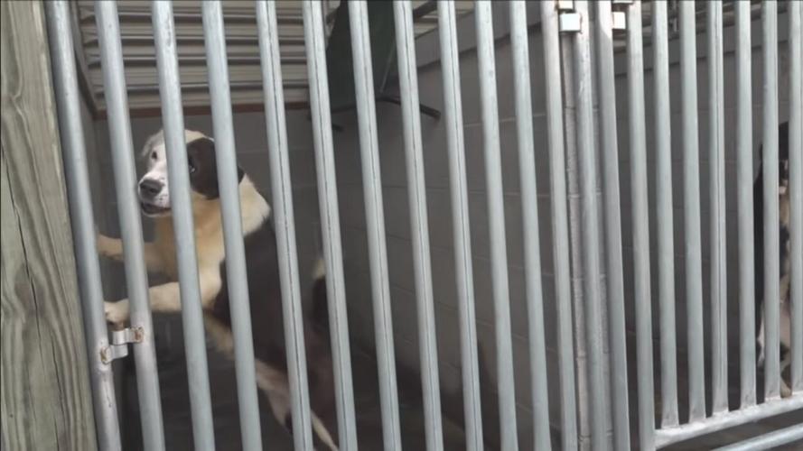 Lincoln County Animal Shelter