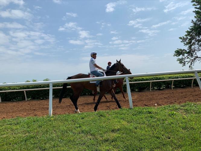 Horse trained by Eric Reed works out at Mercury Equine's track