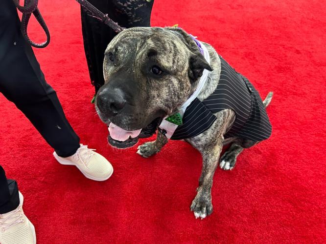 UNBRIDLED EVE ETHAN THE DOG.jpg