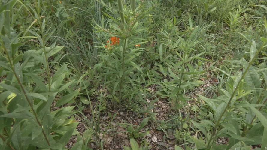 Milkweed planted at Louisville Zoo encourages population growth for monarch butterflies