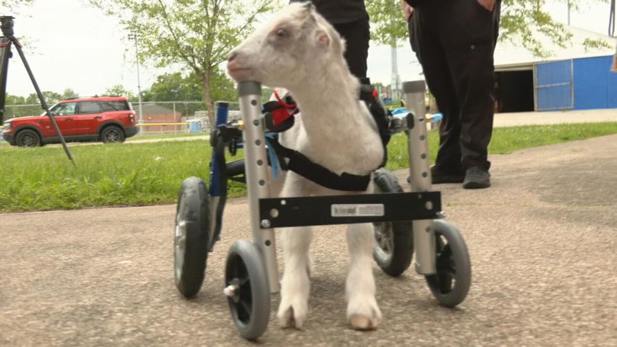 Silverado the special needs goat arrives in Louisville 5-9-24
