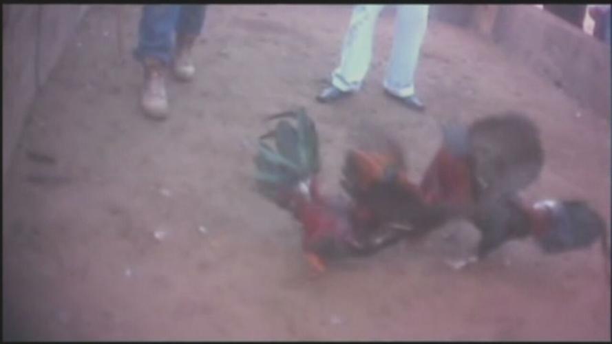 Cockfighting generic