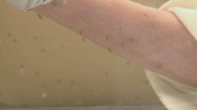 Mosquitoes on arm