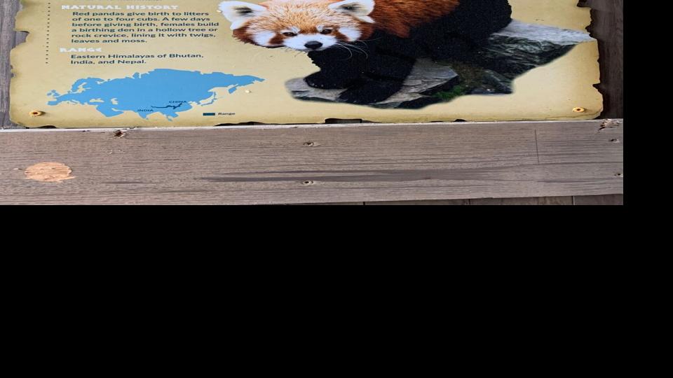 Red Panda at the Louisville Zoo