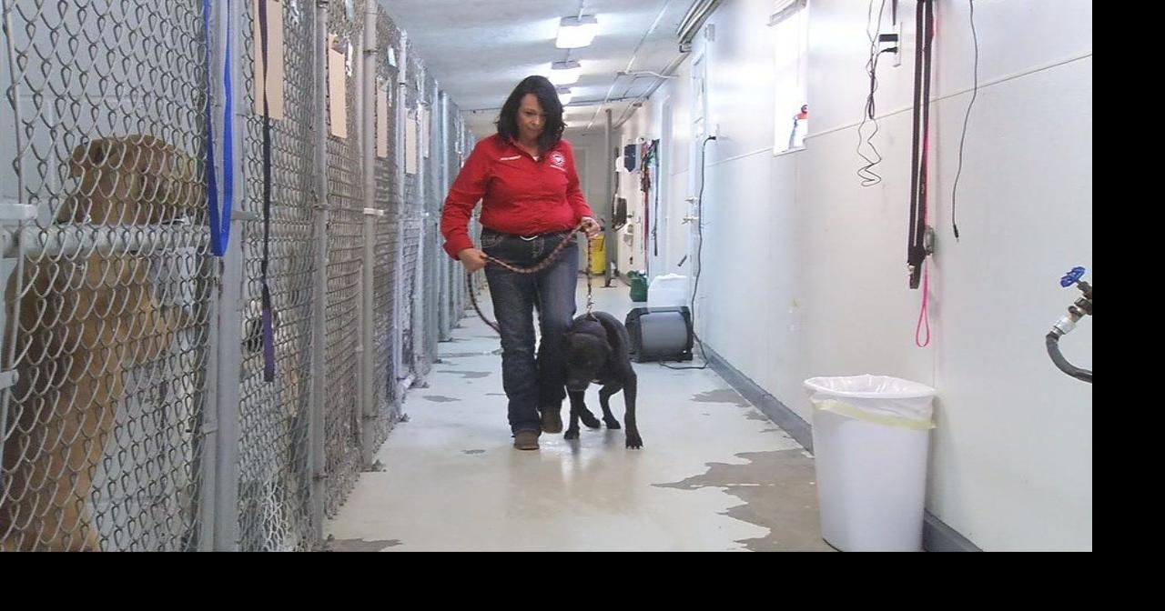 New director of Bullitt County Animal Shelter promises to make changes