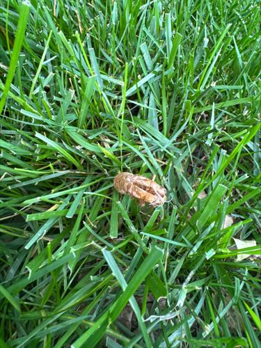 Cicadas