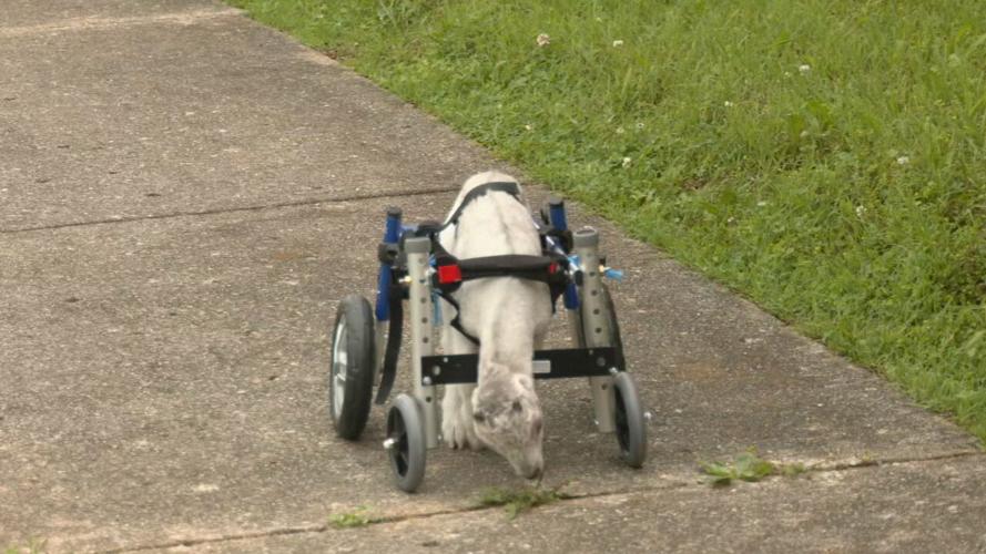 Silverado the special needs goat arrives in Louisville 5-9-24