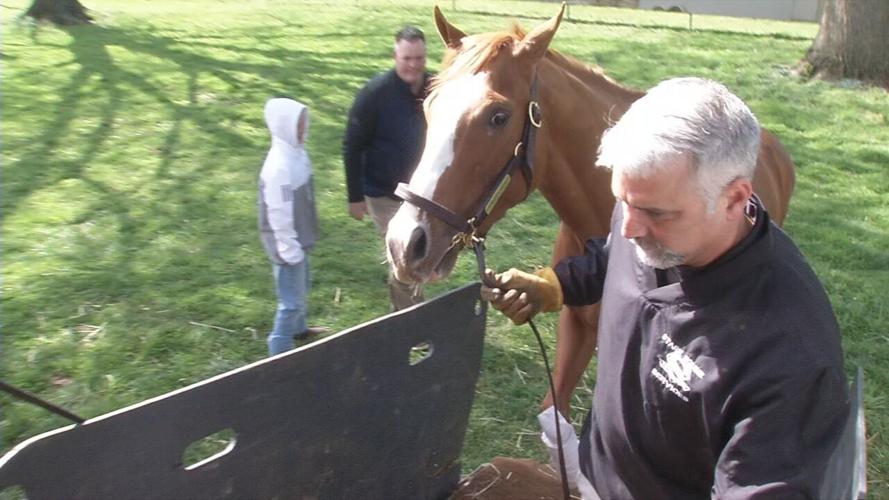 Thoroughbred Loaded onto transport