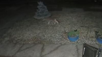 Video of coyote spotted in Okolona 1-8-19