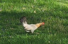 Missing chicken in Charlestown, Indiana (April 2022)