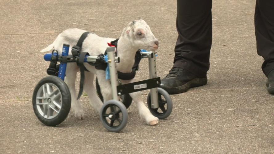 Silverado the special needs goat arrives in Louisville 5-9-24