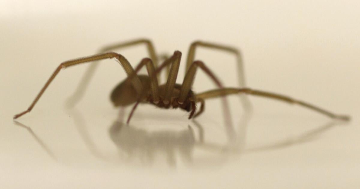2 Elizabethtown firefighters bitten by brown recluse spiders after infestation at station The fire station is currently undergoing spraying, fogging and dusting. May 5, 2026 May 5, 2026 Updated 5 mins ago
