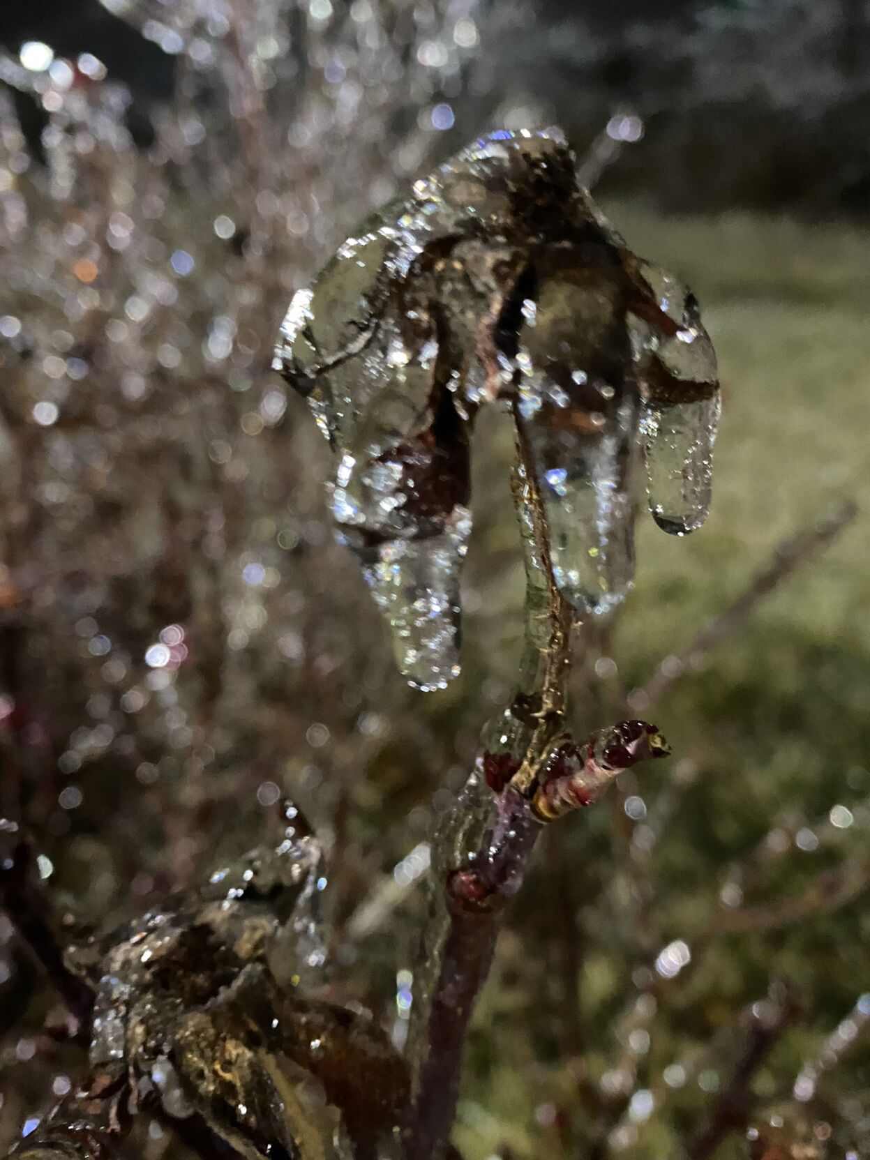 Ice on branches in Elizabethtown-2-10-21.jpg