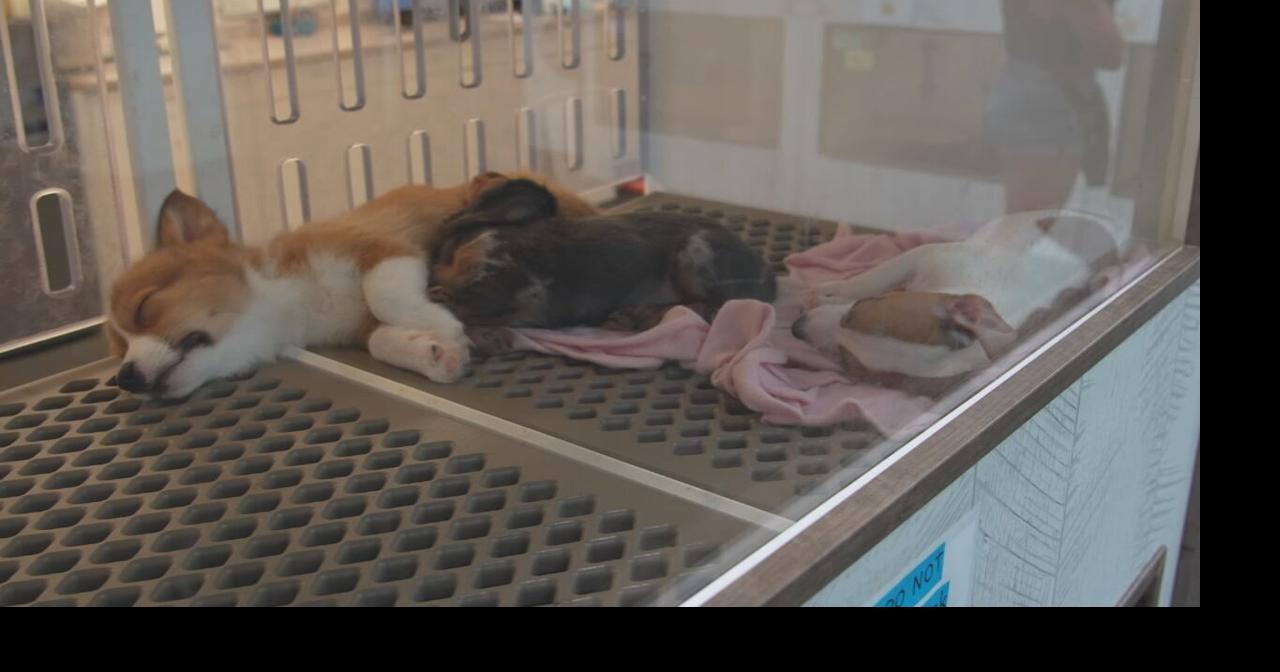 Dog & Cat Boarding in Louisville, KY - Hurstbourne Animal Hospital