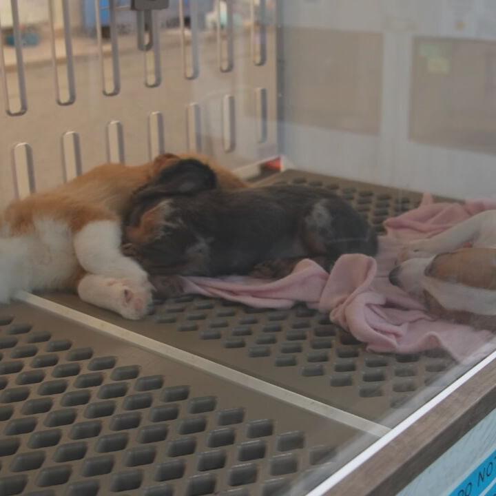 Louisville bans selling of dogs and cats in pet stores