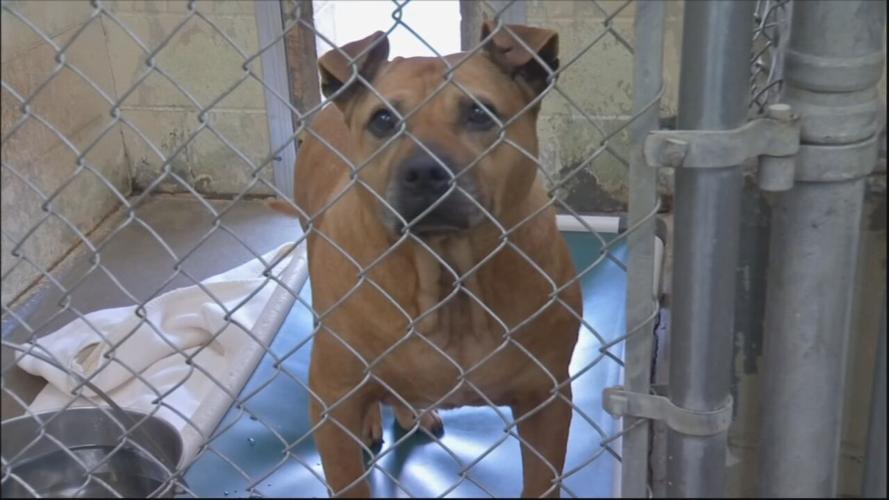 animal services say to bring your pets inside during cold weather