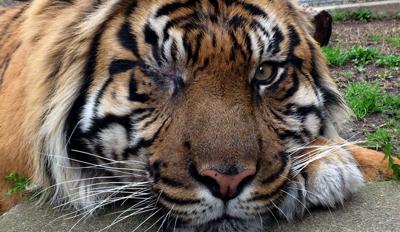 Heran the 16-year-old Sumatran tiger that resided at the Louisville Zoo