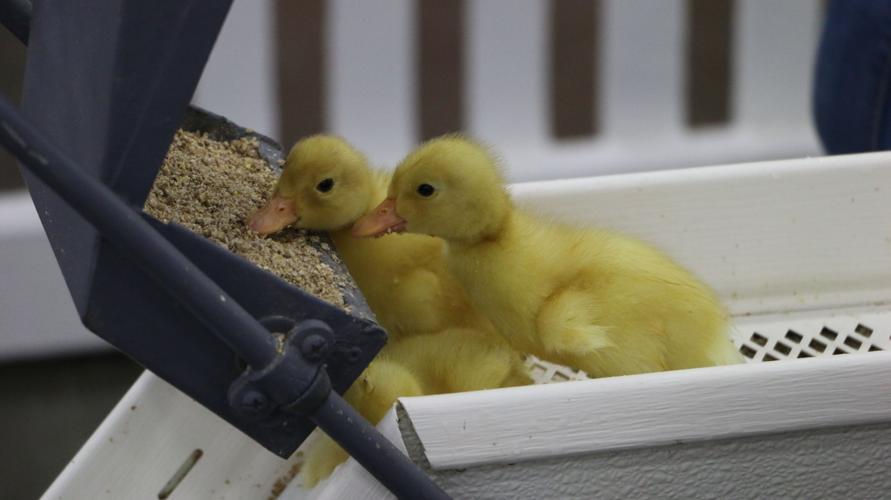 KENTUCKY STATE FAIR 2019 BABY DUCKS(60).jpg