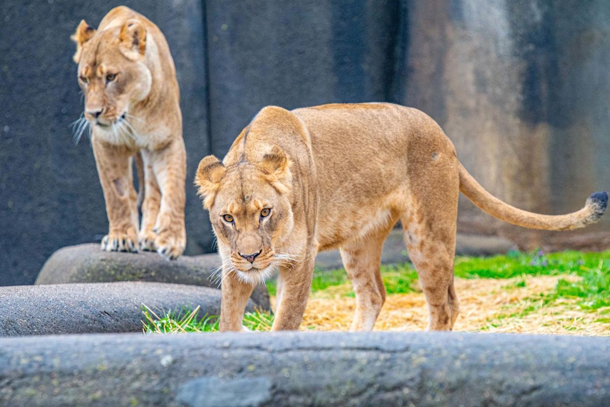 Big Cats Louisville Zoo Welcomes New Tigress Two Lionesses