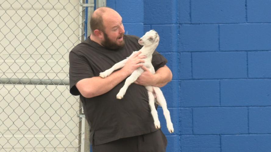 Silverado the special needs goat arrives in Louisville 5-9-24