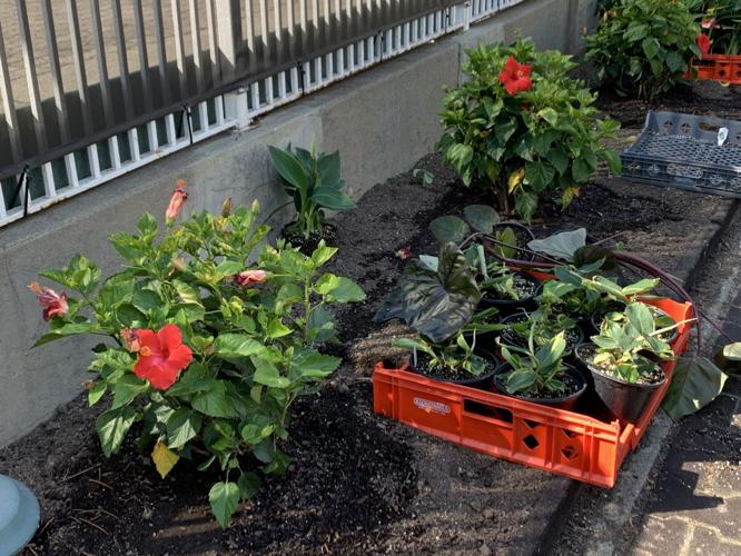 Churchill Downs Paddock Flowers