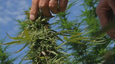 Elizabethtown farmer has hemp stolen