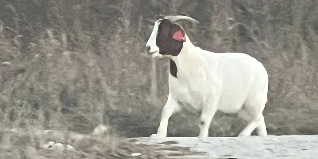 Runaway goat in Elizabethtown