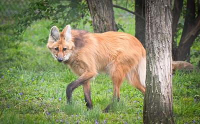 Sadie, Louisville Zoo maned wolf that died - 12.16.24